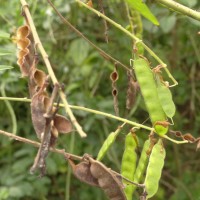 Codariocalyx motorius (Houtt.) H.Ohashi